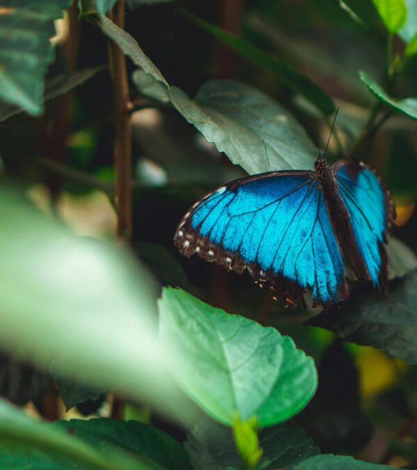 Blue Butterfly